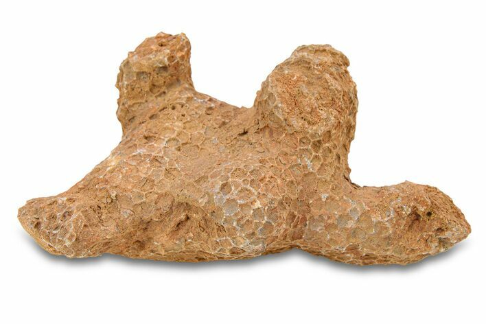 Fossil Tabulate Coral - Western Sahara, Morocco #289592